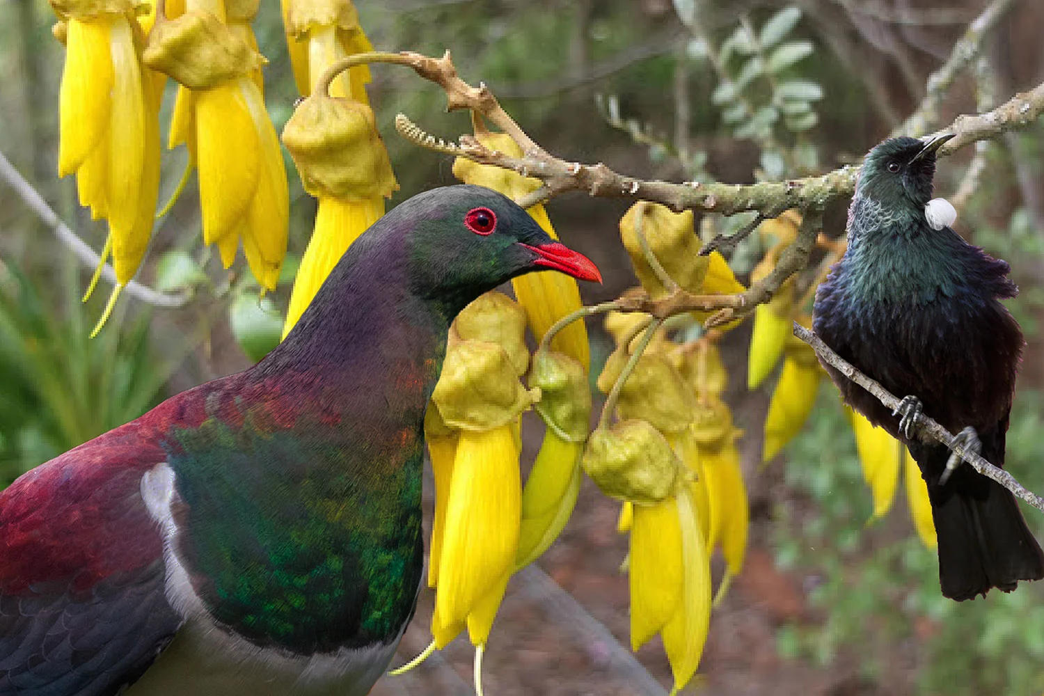 How Many Native Birds Can You Spot EkePanuku