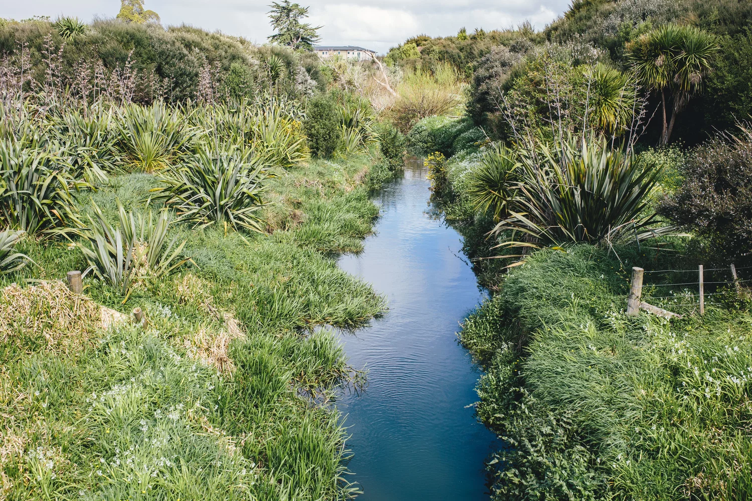 Waiohua Iwi Lead Collaborative Approach To Puhinui Stream Regeneration 2
